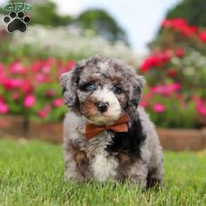 Winston, Mini Bernedoodle Puppy